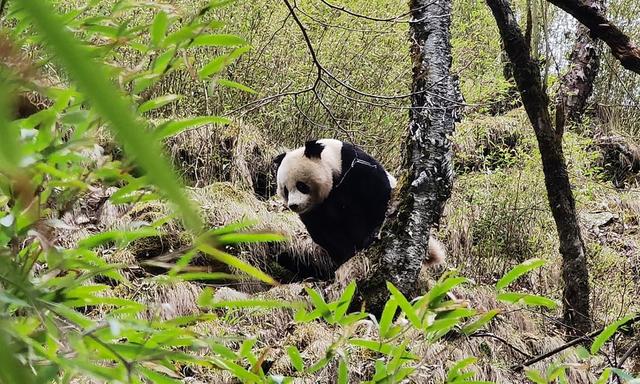 四川曾到处是老虎，大熊猫为何没有被吃绝？插图7