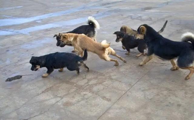 斗狗视频大型狗:我国最强大的猎犬可以打得过比特犬吗？为什么？