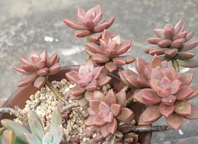 我的多肉被我养成树苗了，有什么办法解决？
