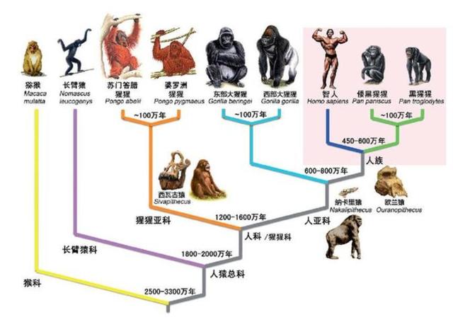 直立无毛猿:作为唯一不长皮毛的灵长类动物，没有毛的人有什么生存优势？