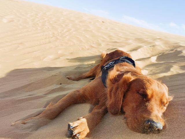 大型宠物犬品种大全及图片:什么大型犬颜值高还护主？