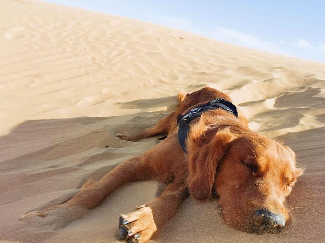 皇家护卫犬视频:有什么大型犬特别护主吗？