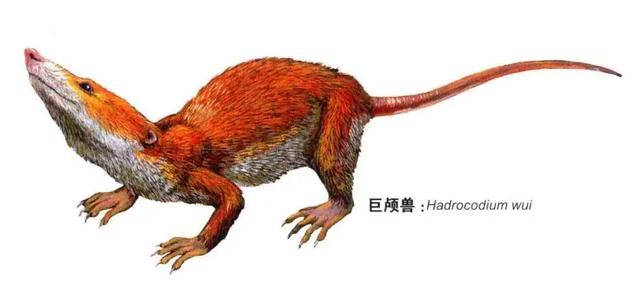 黑鳍蛇鲭的油:为什么深海的动物那么大？
