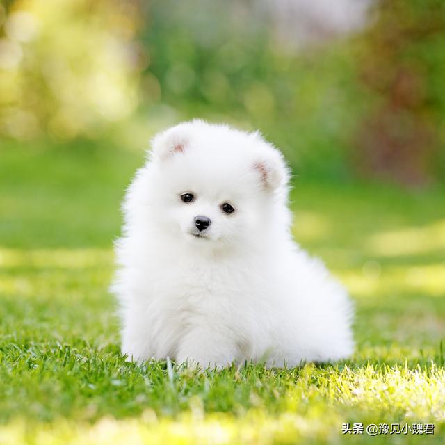 守望犬是什么意思:为什么说：购买茶杯犬就是作恶？可爱的茶杯犬为什么不能养？