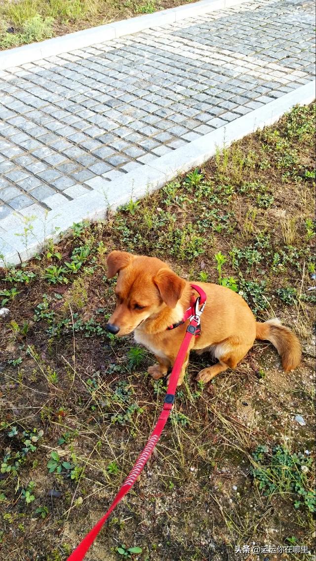 狗狗在都市:为什么城市里的流浪狗都是小狗？