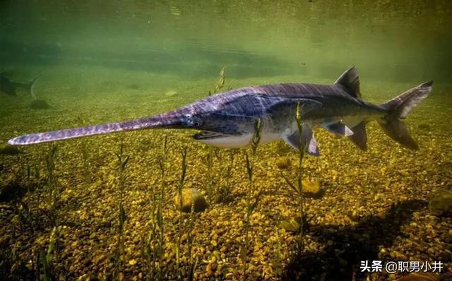 红尾鲶最大能长多大，三峡水库蓄水差不多20年了，你觉得如今里面最大的鱼能有多大？