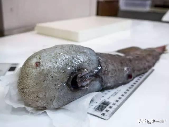皱鳃鲨海里游泳:大海里到底存在着多少不为人知的恐怖生物？