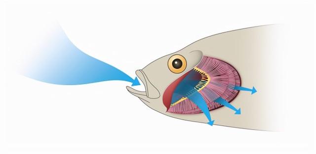 普鲁斯鳄:为什么很多史前生物要比现在生物大？
