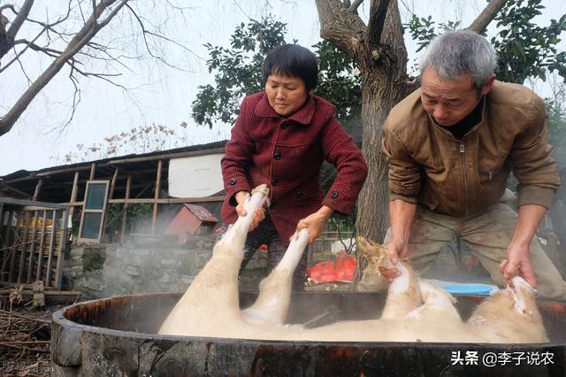 伯恩山 寿命短的原因:一些“杀猪匠”明明长得很壮实，为啥常常活到五六十就没了？