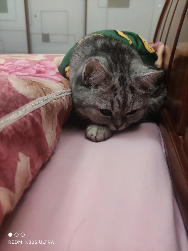 猫咪:大家真的能接受猫咪上床吗？