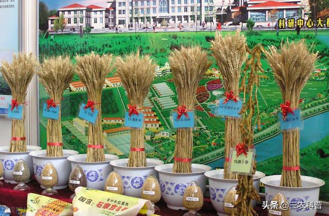 美国 耐威克 主粮:三大主粮市场价均有上涨。谁在抬高价格？