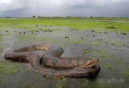 世上最大的蛇14554米，世界上最大的蛇究竟有多大