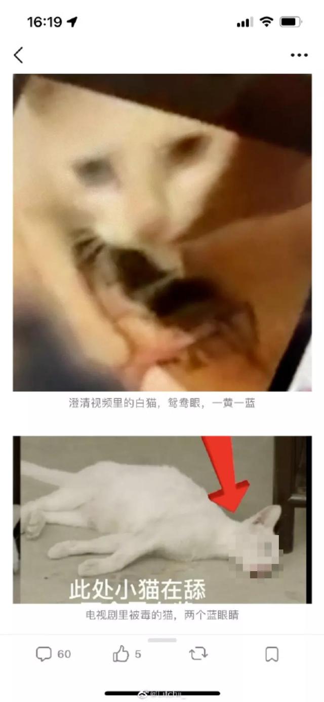 宠物志愿 全cg:宠物志愿全cg攻略 “杀狗虐猫”的影视剧，什么时候凉？