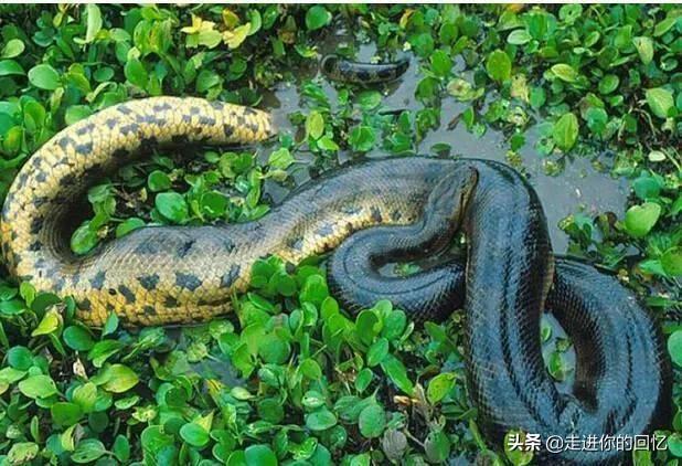 秦岭部队杀大蛇，为什么都说秦岭最大的蛇是王锦蛇难道秦岭没有蟒蛇吗