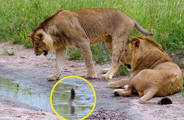 被黄金角蛙咬了怎么办:为什么有些狮子被眼镜蛇咬了还能活下来？
