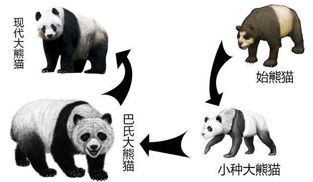 四川曾到处是老虎，大熊猫为何没有被吃绝？插图9