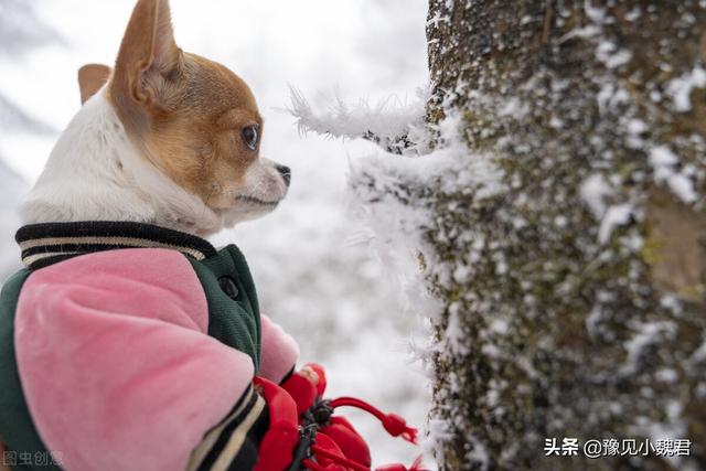 约克夏狗吃不吃狗屎:十个月的约克夏每天溜三到五次仍然在家大小便，该怎么训练？