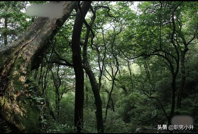 马桶怪兽真人灵异事件:校园出现过怪兽的真实事件有哪些？