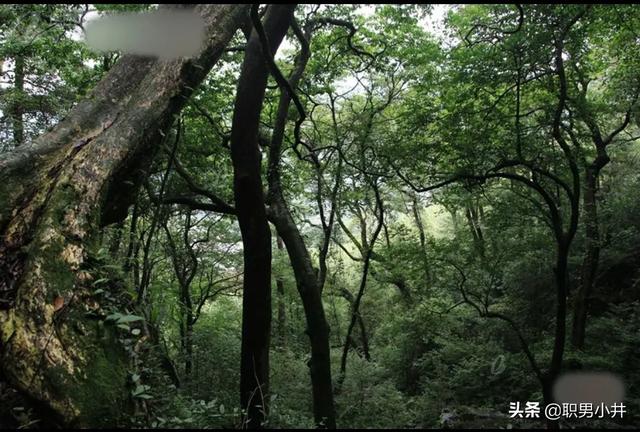 上海是一座阴气很重的城市，为什么农村的老人说：没有虫鸣的深山，不要只身前往