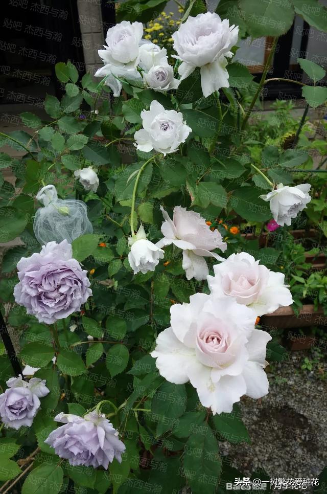 最香的几款月季品种是什么？插图128