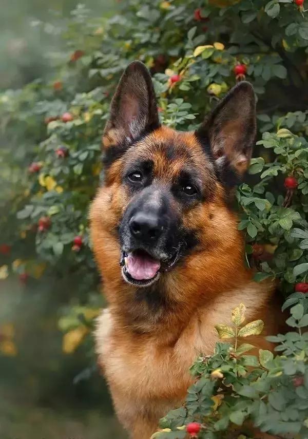 平背德牧容易生病:有些人说德国牧羊犬不适合成为家庭伴侣犬，真的是这样吗？