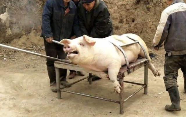 狗狗对屠夫会害怕，在野外屠夫遇到狼是否一样，狼也会怕？插图17