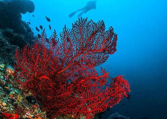 红珊瑚也是海洋珊瑚大家族的成员,珊瑚的开采会导致大规模的海洋生态