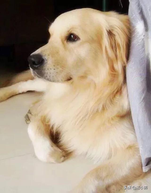 宠物狗品种图片大全金毛:为什么感觉金毛只对人类友好，对于其他同类或者动物极具攻击性？