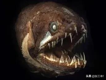 皱鳃鲨海里游泳:大海里到底存在着多少不为人知的恐怖生物？