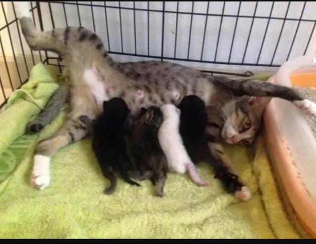 猫怕黄瓜图片gif:为什么有些猫咪害怕香蕉？