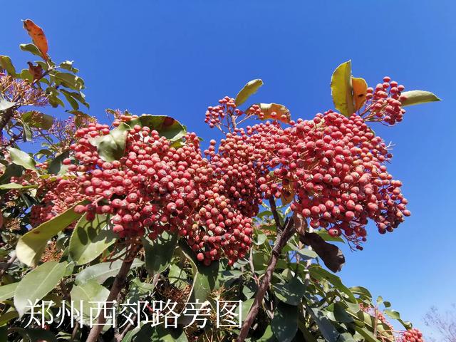 中国古代四大美女中,谁最有才华？