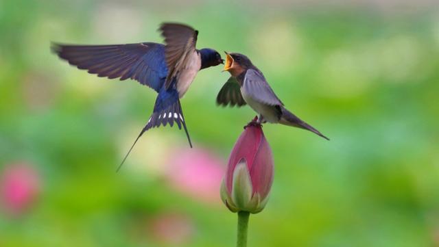 史达祖的《双双燕》到底好在哪？