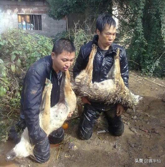 农村说的土狗子是什么:晚上院子里明明没人，农村的土狗为什么还狂叫不止？