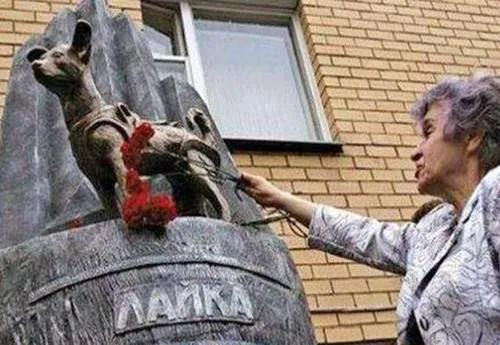 莱卡犬打猎视频:第一只进入太空的狗，在宇宙飘了63年，人类为什么要毒死它？