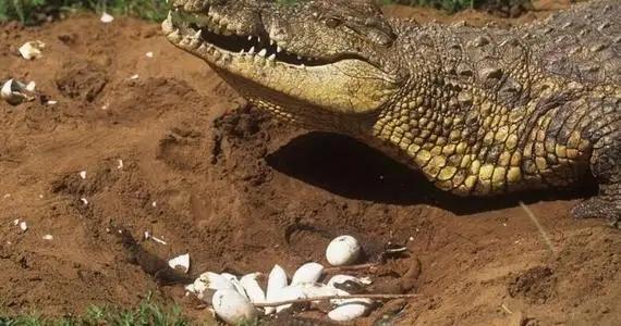 尼罗河巨蜥犯法吗:如果卵生动物亲眼看见自己下的蛋被吃掉或者毁掉，是什么反应？