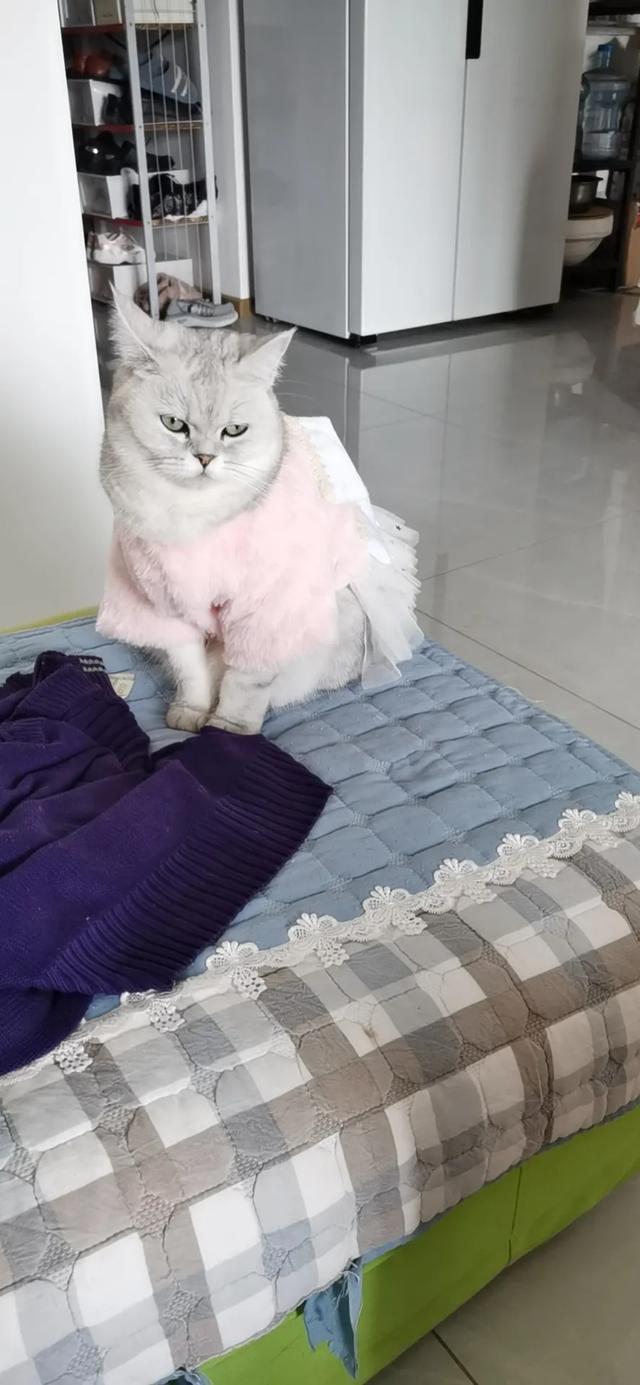 淡紫虎斑暹罗猫图片:你听说过关于猫猫的“遗弃效应”吗？
