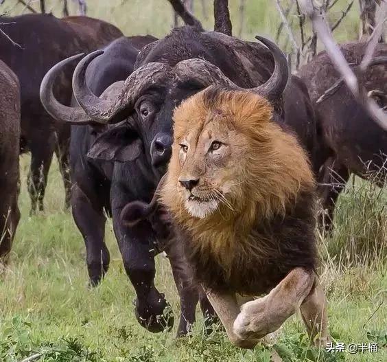 白肢野牛平均体重，为什么非洲狮子敢捕食重达近1000斤的野牛，却不敢猎杀犀牛