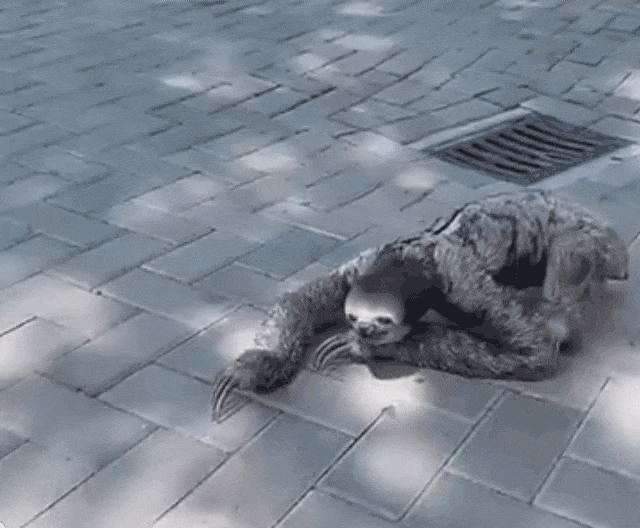 树懒和考拉的区别2:树懒这种防御能力较弱的物种，为什么没有被灭绝？