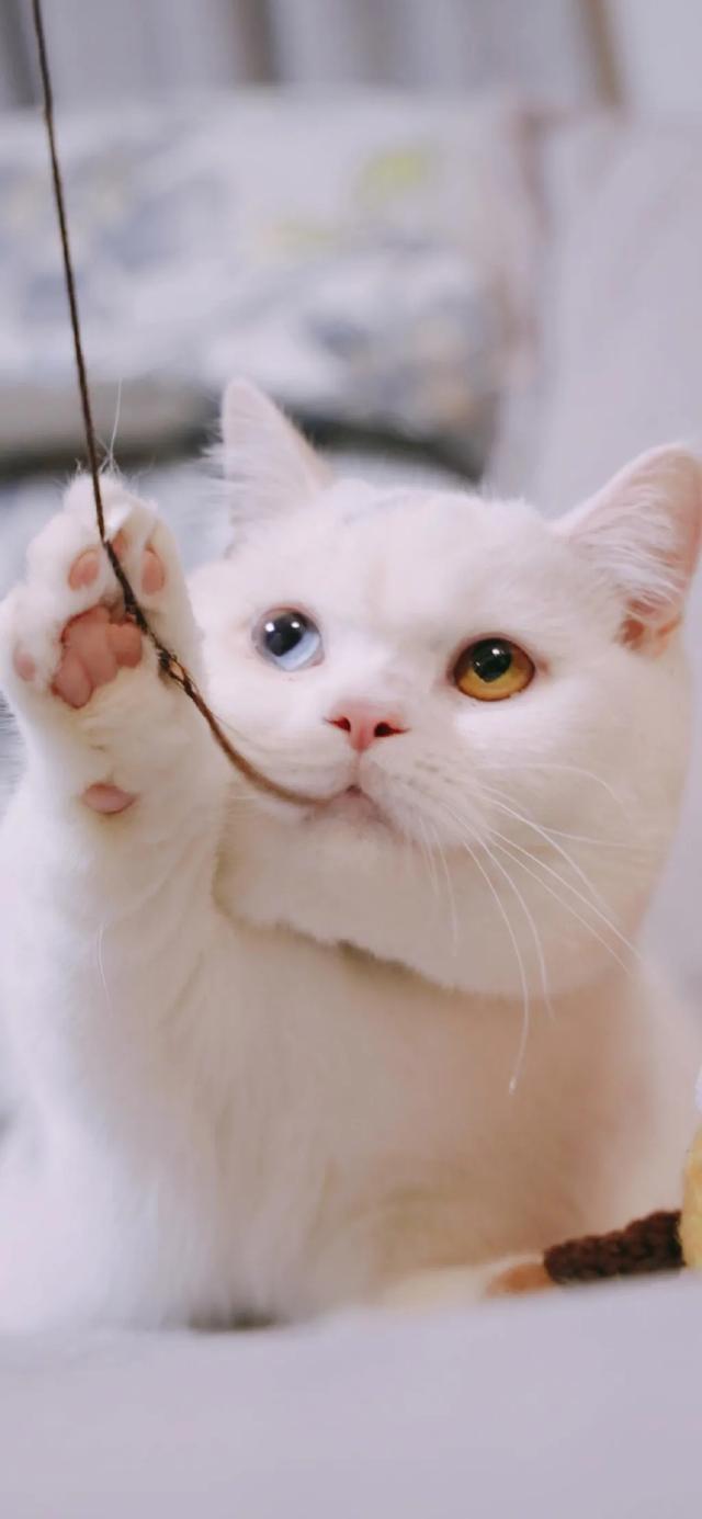 为什么猫更喜欢跟女主人玩耍？插图27