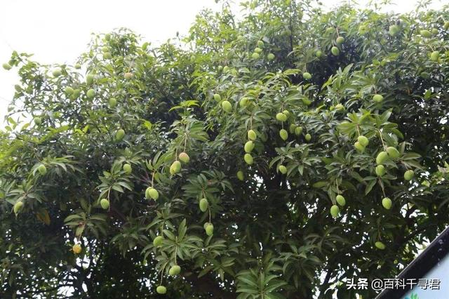 长芒杜英果实能吃吗:有谁知道这是什么植物的果实，粘粘的？