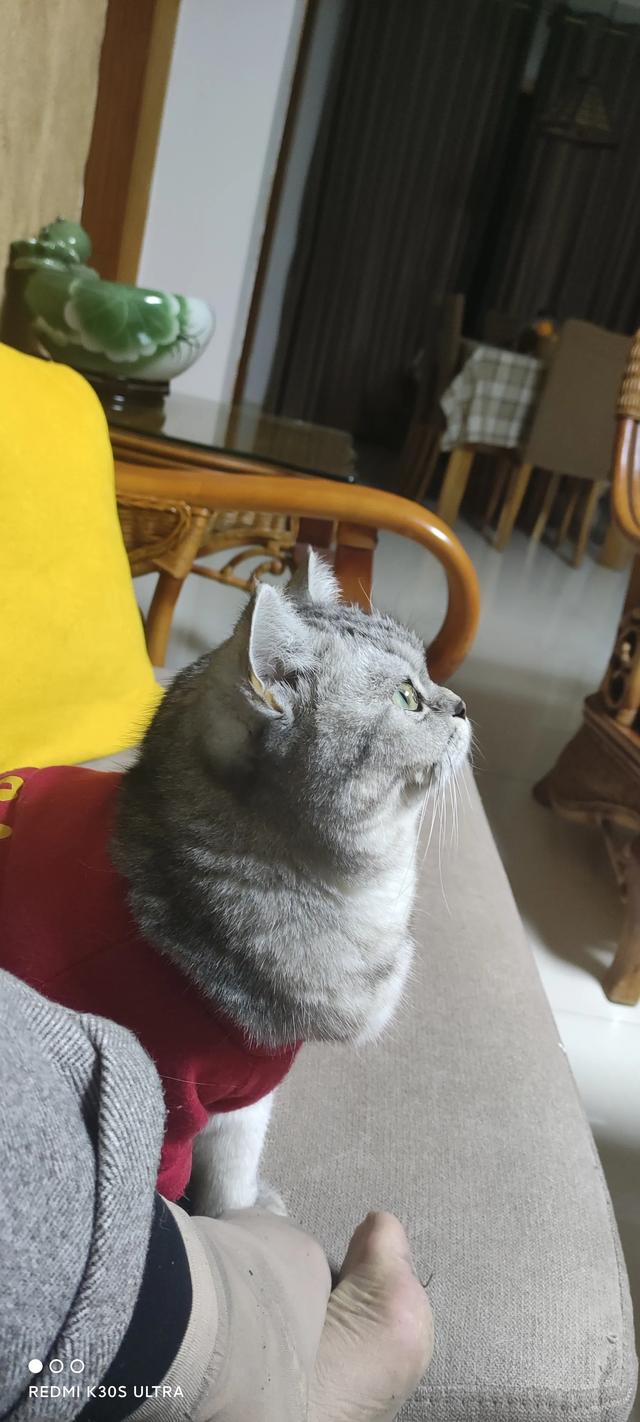 为什么猫更喜欢跟女主人玩耍？插图18