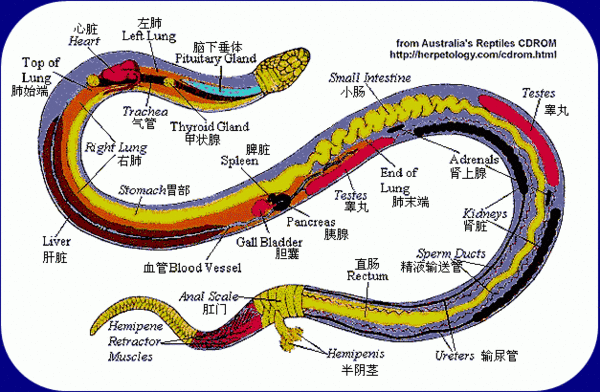 陕西蛇的种类:为什么都说秦岭最大的蛇是王锦蛇？难道秦岭没有蟒蛇吗？ 陕西分布蛇的种类