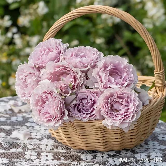 最香的几款月季品种是什么？插图127