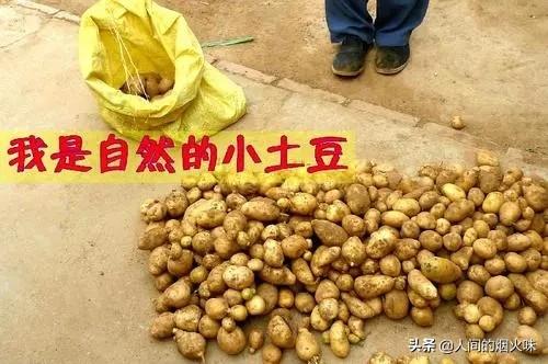 市面上的土豆越来越大，究竟和膨大剂有没有关系？你会吃吗？插图19
