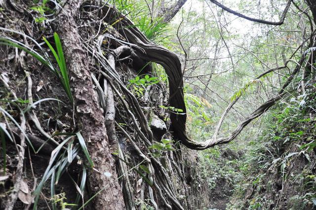 2019年11月13日关于蛇的新闻:山里老人进深山时，为什么要带上盐巴和石灰粉？