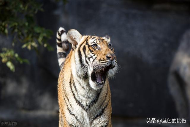 生肖虎必须要听的一句话是什么