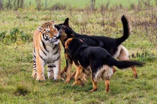 狗王偷藏獒藏獒打架真实视频:多少只猛犬才能打的过东北虎？