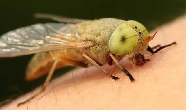 被牛虻咬了图片_牛氓还是牛虻