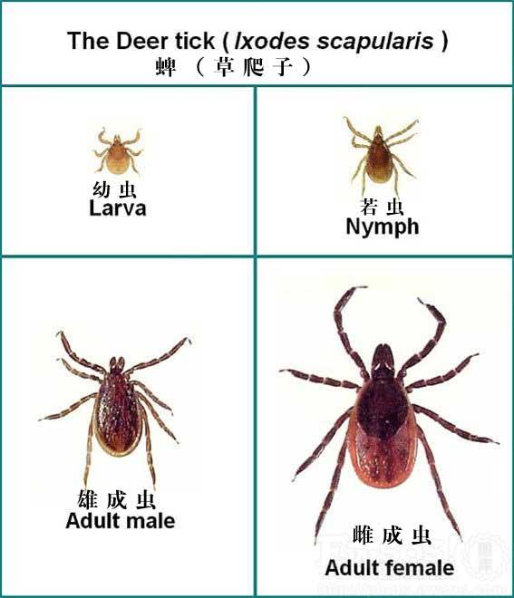 猫蜱虫叮咬后伤口图片:河南信阳3人因蜱虫病逝，曾为去世者穿寿衣，夺命蜱虫如何自救？