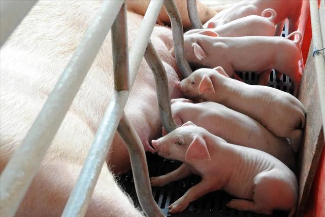 母猪的乳汁是需要通过刺激才会开始分泌的,平时不储存,小猪想吃奶的